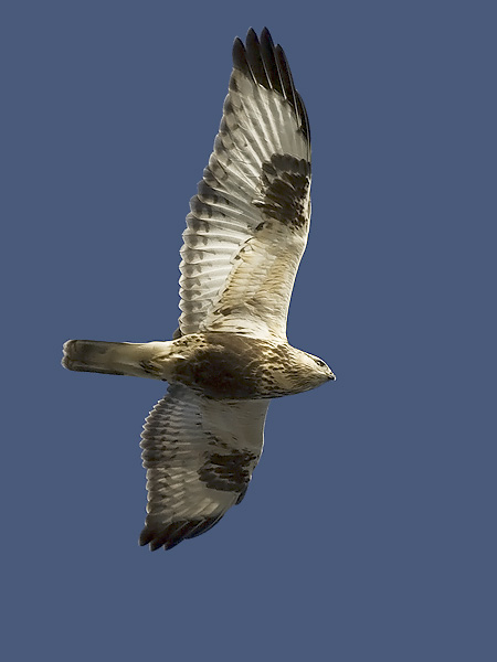 Piekana, Rough-legged Buzzard, Buteo lagopus